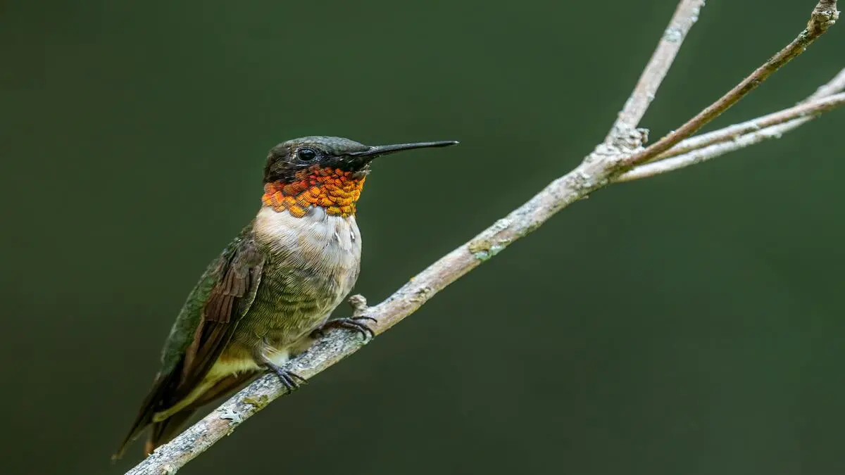 hummingbird food recipe